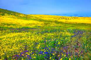 Hills of wildflowers-0630 Hills of wildflowers-0630